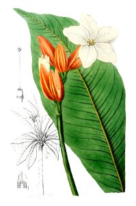 Brasilian red-coat from Edwards’s Botanical Register (1829—1847) by Sydenham Edwards, John Lindley, and James Ridgway.. Free illustration for personal and commercial use.