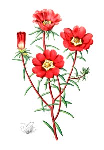Portulaca splendens from Edwards’s Botanical Register (1829—1847) by Sydenham Edwards, John Lindley, and James Ridgway.. Free illustration for personal and commercial use.