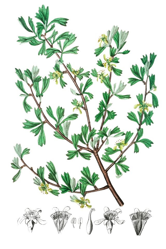 Tthree-toothed purshia from Edwards’s Botanical Register (1829—1847) by Sydenham Edwards, John Lindley, and James Ridgway.
