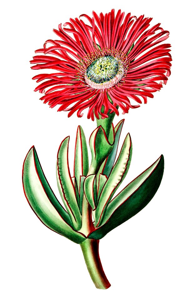 Red-Edged Fig Marigold from Edwards’s Botanical Register (1829—1847) by Sydenham Edwards, John Lindley, and James Ridgway.