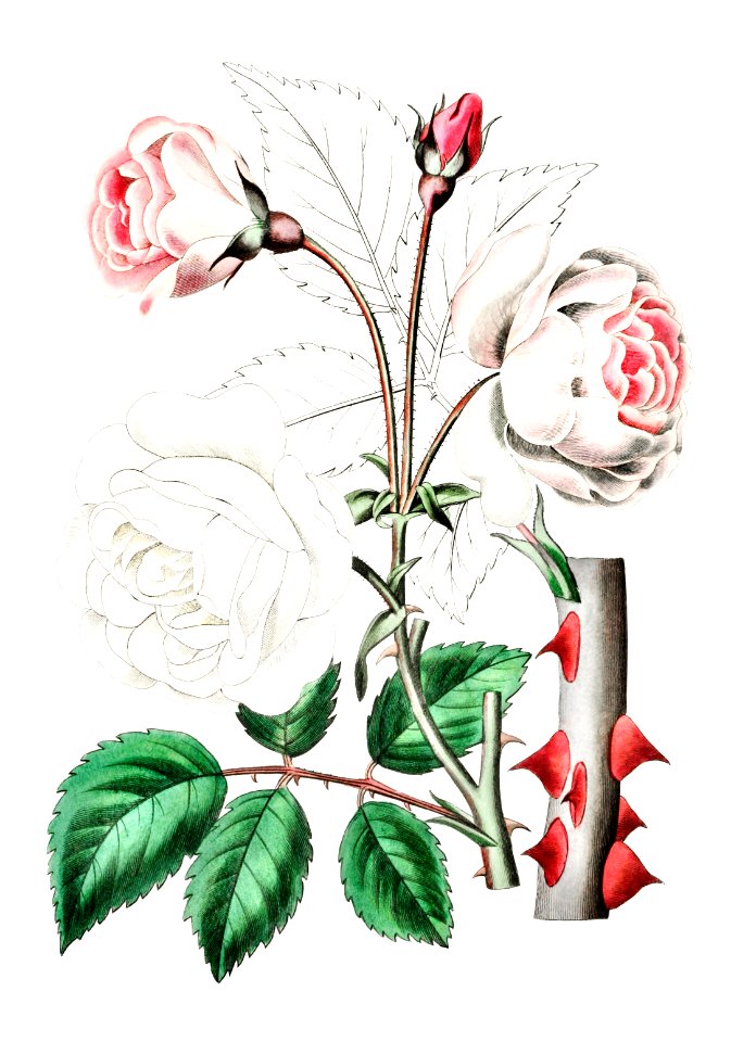 The ruga rose from Edwards’s Botanical Register (1829—1847) by Sydenham Edwards, John Lindley, and James Ridgway.