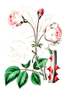 The ruga rose from Edwards’s Botanical Register (1829—1847) by Sydenham Edwards, John Lindley, and James Ridgway.. Free illustration for personal and commercial use.