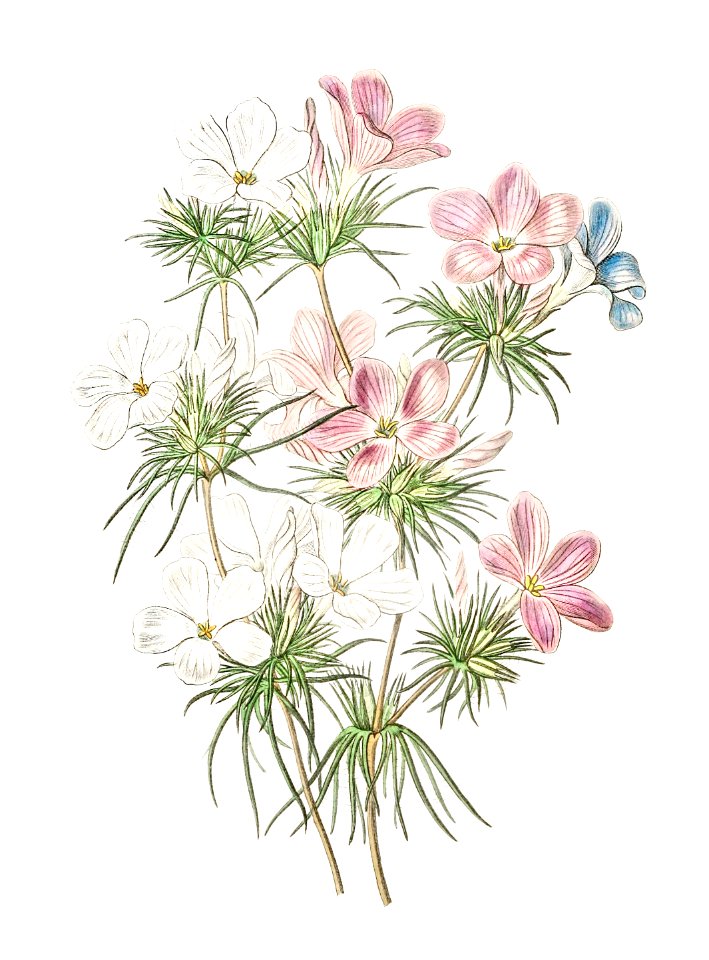 Thick-flowered slender-tube from Edwards’s Botanical Register (1829—1847) by Sydenham Edwards, John Lindley, and James Ridgway.