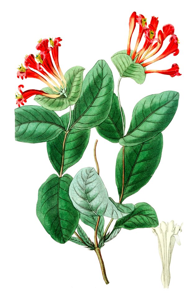 The north-west honeysuckle from Edwards’s Botanical Register (1829—1847) by Sydenham Edwards, John Lindley, and James Ridgway.