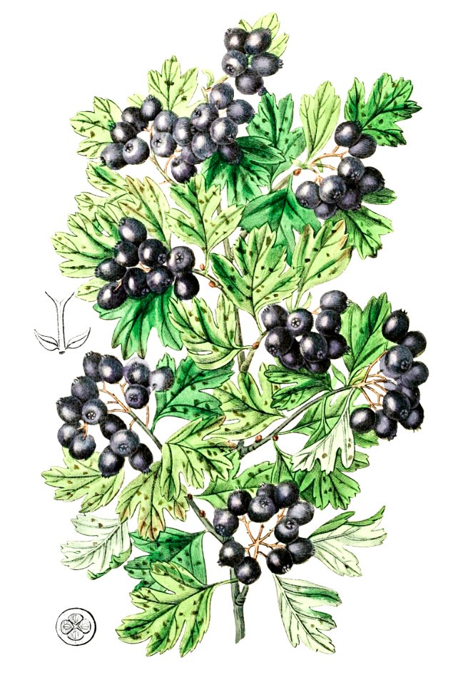 Hairy leaved black hawthorn from Edwards’s Botanical Register (1829—1847) by Sydenham Edwards, John Lindley, and James Ridgway.