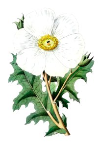 Large-flowered Mexican poppy from Edwards’s Botanical Register (1829—1847) by Sydenham Edwards, John Lindley, and James Ridgway.. Free illustration for personal and commercial use.