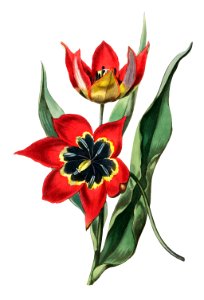 Strong smelling tulip from Edwards’s Botanical Register (1829—1847) by Sydenham Edwards, John Lindley, and James Ridgway.. Free illustration for personal and commercial use.