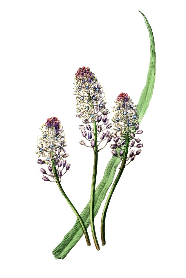 Meadow squill from Edwards’s Botanical Register (1829—1847) by Sydenham Edwards, John Lindley, and James Ridgway.. Free illustration for personal and commercial use.