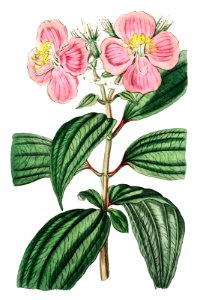 Starry osbeckia from Edwards’s Botanical Register (1829—1847) by Sydenham Edwards, John Lindley, and James Ridgway.
