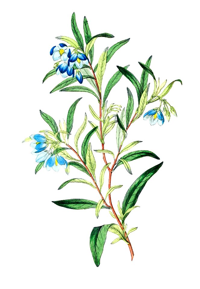 Narrow leaved sollya from Edwards’s Botanical Register (1829—1847) by Sydenham Edwards, John Lindley, and James Ridgway.