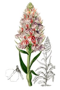 Leafy spiked orchis from Edwards’s Botanical Register (1829—1847) by Sydenham Edwards, John Lindley, and James Ridgway.. Free illustration for personal and commercial use.