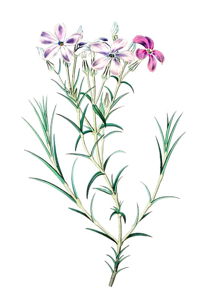 Shewy phlox from Edwards’s Botanical Register (1829—1847) by Sydenham Edwards, John Lindley, and James Ridgway.