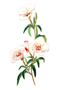 Wine-stained godetia from Edwards’s Botanical Register (1829—1847) by Sydenham Edwards, John Lindley, and James Ridgway.