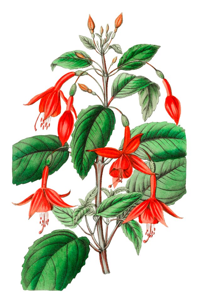 Standish's fuchsia from Edwards’s Botanical Register (1829—1847) by Sydenham Edwards, John Lindley, and James Ridgway.