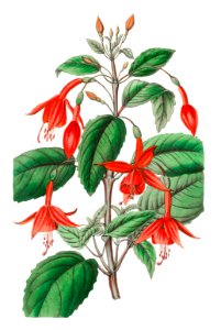 Standish's fuchsia from Edwards’s Botanical Register (1829—1847) by Sydenham Edwards, John Lindley, and James Ridgway.. Free illustration for personal and commercial use.