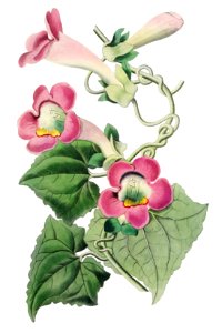 Blushing lophospermum from Edwards’s Botanical Register (1829—1847) by Sydenham Edwards, John Lindley, and James Ridgway.. Free illustration for personal and commercial use.