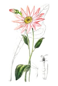 Mr. Dickson's echinacea from Edwards’s Botanical Register (1829—1847) by Sydenham Edwards, John Lindley, and James Ridgway.. Free illustration for personal and commercial use.