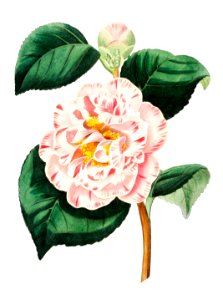 Gray's invincible camellia from Edwards’s Botanical Register (1829—1847) by Sydenham Edwards, John Lindley, and James Ridgway.. Free illustration for personal and commercial use.