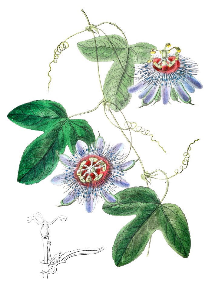 Lieut. sullivan's passion-flower from Edwards’s Botanical Register (1829—1847) by Sydenham Edwards, John Lindley, and James Ridgway.