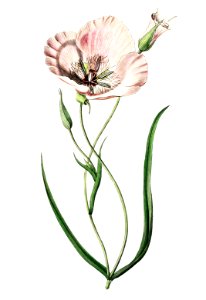 atiny calochortus from Edwards’s Botanical Register (1829—1847) by Sydenham Edwards, John Lindley, and James Ridgway.. Free illustration for personal and commercial use.