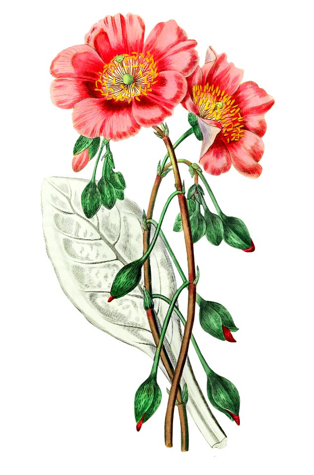 Discolored calandrinia from Edwards’s Botanical Register (1829—1847) by Sydenham Edwards, John Lindley, and James Ridgway.