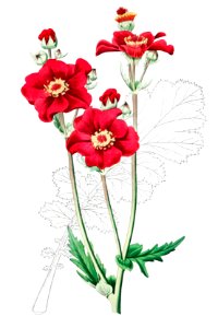Chilian Guem from Edwards’s Botanical Register (1829—1847) by Sydenham Edwards, John Lindley, and James Ridgway.