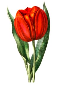 Gesner's tulip from Edwards’s Botanical Register (1829—1847) by Sydenham Edwards, John Lindley, and James Ridgway.. Free illustration for personal and commercial use.