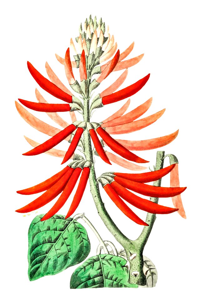 Naked-flowering Erythrina from Edwards’s Botanical Register (1829—1847) by Sydenham Edwards, John Lindley, and James Ridgway.