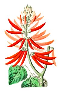 Naked-flowering Erythrina from Edwards’s Botanical Register (1829—1847) by Sydenham Edwards, John Lindley, and James Ridgway.. Free illustration for personal and commercial use.