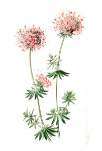 Long-styled crucianella from Edwards’s Botanical Register (1829—1847) by Sydenham Edwards, John Lindley, and James Ridgway.. Free illustration for personal and commercial use.