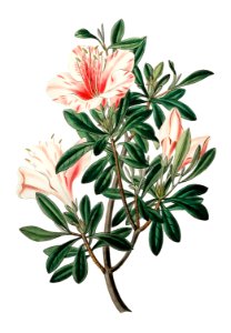 The variegated Chinese azalea from Edwards’s Botanical Register (1829—1847) by Sydenham Edwards, John Lindley, and James Ridgway.. Free illustration for personal and commercial use.