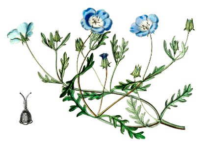 Shewy nemophila from Edwards’s Botanical Register (1829—1847) by Sydenham Edwards, John Lindley, and James Ridgway.. Free illustration for personal and commercial use.