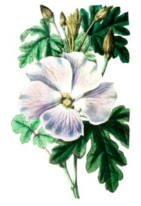 Mrs. Wray's hibiscus from Edwards’s Botanical Register (1829—1847) by Sydenham Edwards, John Lindley, and James Ridgway.. Free illustration for personal and commercial use.