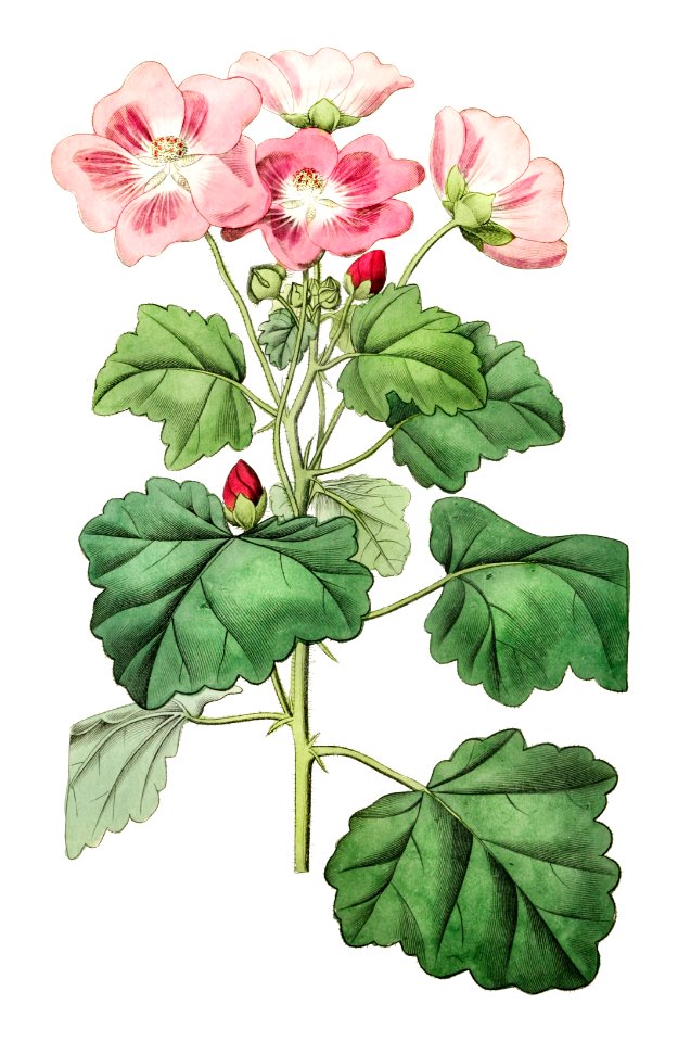 Rhomb leaved palavia from Edwards’s Botanical Register (1829—1847) by Sydenham Edwards, John Lindley, and James Ridgway.