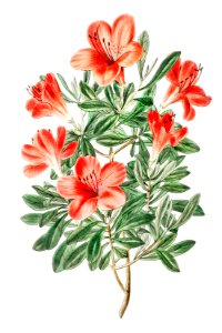 The brick-red Chinese azalea from Edwards’s Botanical Register (1829—1847) by Sydenham Edwards, John Lindley, and James Ridgway.. Free illustration for personal and commercial use.