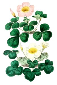 Variable oxalis from Edwards’s Botanical Register (1829—1847) by Sydenham Edwards, John Lindley, and James Ridgway.. Free illustration for personal and commercial use.