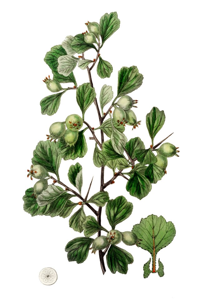 Spathula-leaved thorn from Edwards’s Botanical Register (1829—1847) by Sydenham Edwards, John Lindley, and James Ridgway.