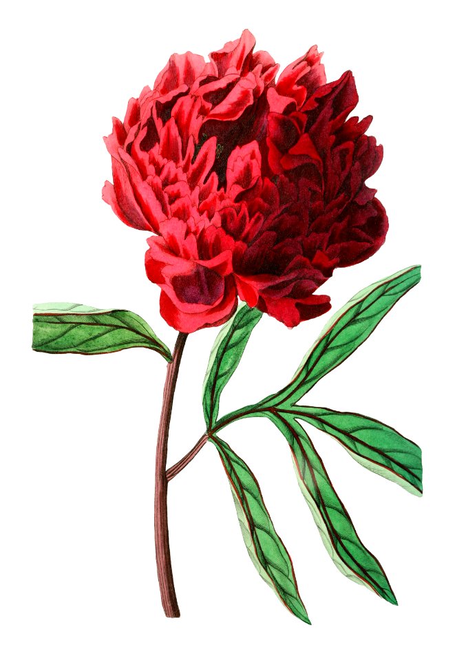 Pott's Chinese peony from Edwards’s Botanical Register (1829—1847) by Sydenham Edwards, John Lindley, and James Ridgway.