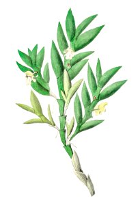 Two-edged dendrobium from Edwards’s Botanical Register (1829—1847) by Sydenham Edwards, John Lindley, and James Ridgway.