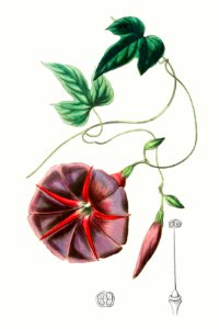 The male jalap from Edwards’s Botanical Register (1829—1847) by Sydenham Edwards, John Lindley, and James Ridgway.