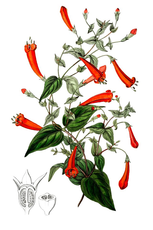 Heart-leaved manettia from Edwards’s Botanical Register (1829—1847) by Sydenham Edwards, John Lindley, and James Ridgway.
