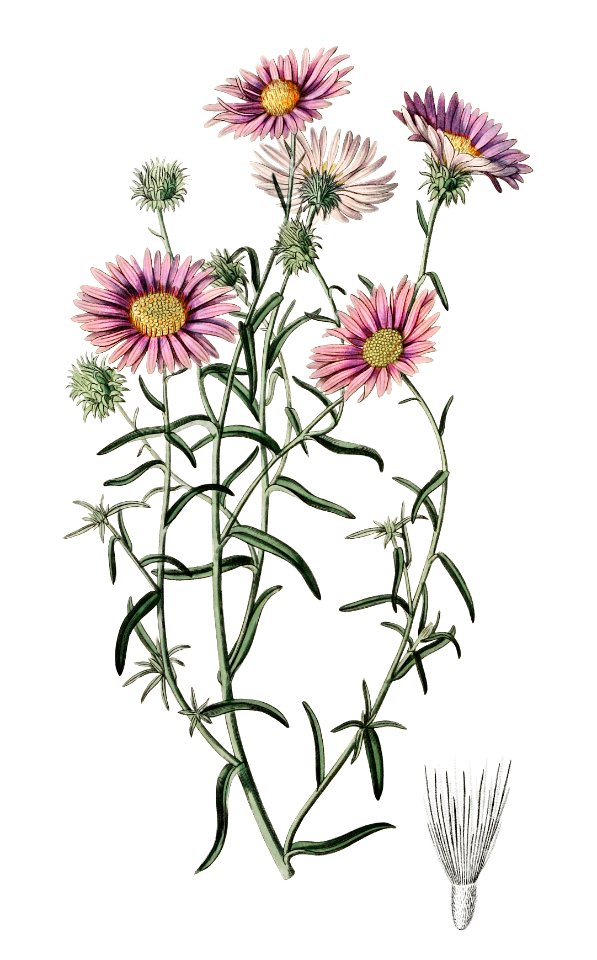 Hoary diplopappus from Edwards’s Botanical Register (1829—1847) by Sydenham Edwards, John Lindley, and James Ridgway.