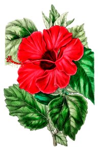 Single-flowered Chinese rose mallow from Edwards’s Botanical Register (1829—1847) by Sydenham Edwards, John Lindley, and James Ridgway.. Free illustration for personal and commercial use.