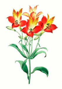 red speckled-flowered Alstromeria from Edwards’s Botanical Register (1829—1847) by Sydenham Edwards, John Lindley, and James Ridgway.. Free illustration for personal and commercial use.