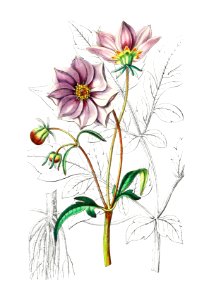 Smooth dwarf dahlia from Edwards’s Botanical Register (1829—1847) by Sydenham Edwards, John Lindley, and James Ridgway.. Free illustration for personal and commercial use.
