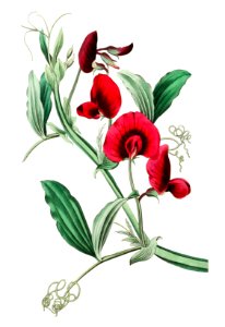 The tangier pea from Edwards’s Botanical Register (1829—1847) by Sydenham Edwards, John Lindley, and James Ridgway.. Free illustration for personal and commercial use.