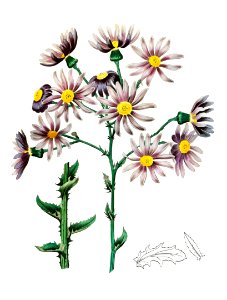 Lilac senecio from Edwards’s Botanical Register (1829—1847) by Sydenham Edwards, John Lindley, and James Ridgway.. Free illustration for personal and commercial use.