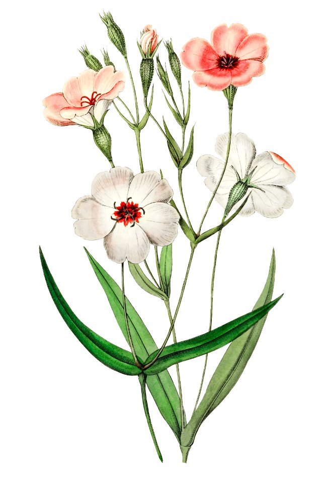 Dark-eyed viscaria from Edwards’s Botanical Register (1829—1847) by Sydenham Edwards, John Lindley, and James Ridgway.
