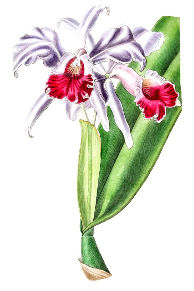Crimson-lipped cattleya from Edwards’s Botanical Register (1829—1847) by Sydenham Edwards, John Lindley, and James Ridgway.