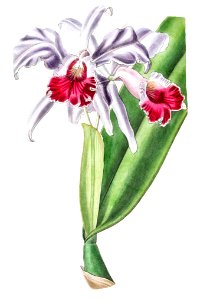 Crimson-lipped cattleya from Edwards’s Botanical Register (1829—1847) by Sydenham Edwards, John Lindley, and James Ridgway.. Free illustration for personal and commercial use.